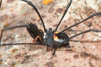 Media type: image;   Invertebrate Zoology 129583